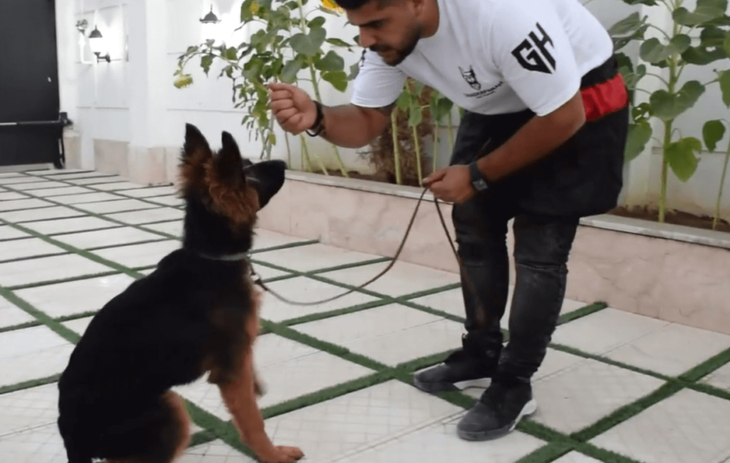 آموزش بشین به سگ در آموزش سگ