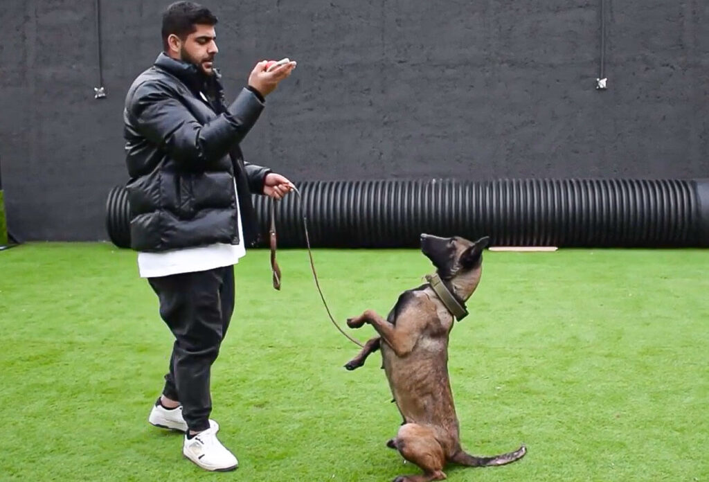 تایید سگ در آموزش گفتن نه به سگ