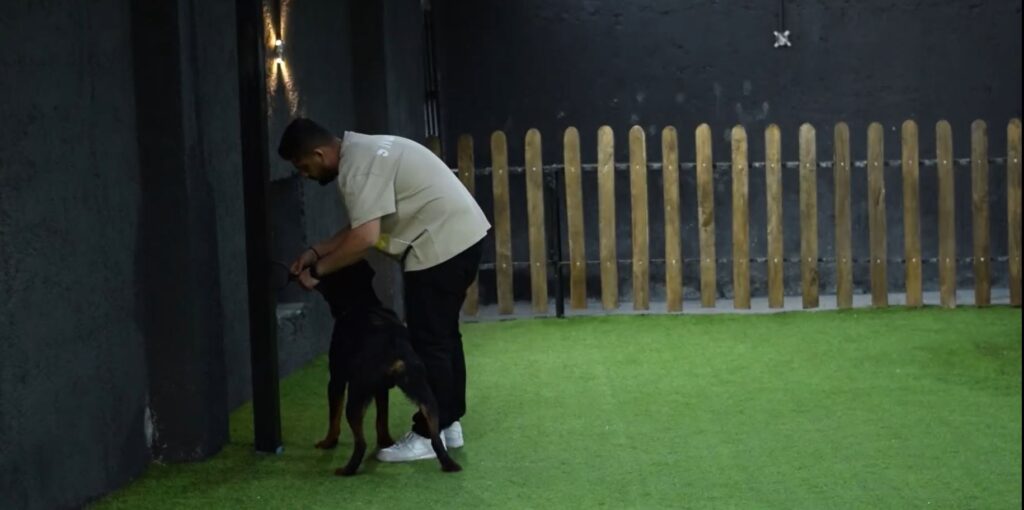 بستن سگ در یک نقطه در آموزش فرمان پذیری به سگ از راه دور