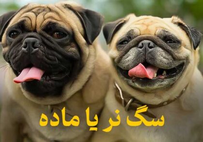 مقایسه سگ نر و ماده | تفاوت‌ها، مزایا و انتخاب بهتر برای شما