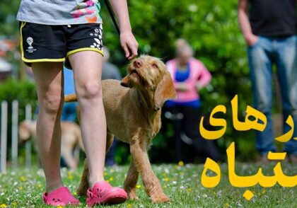 باورهای اشتباه در تربیت سگ | 4 نکته طلایی برای تربیت بهتر سگ شما