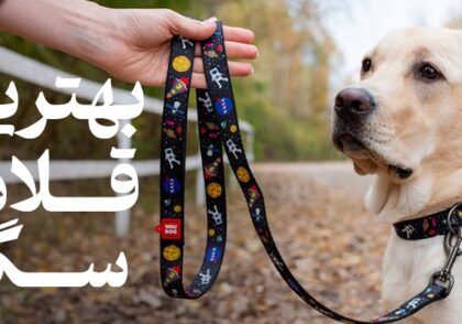 بهترین قلاده برای سگ | راهنمای انتخاب قلاده مناسب سگ شما