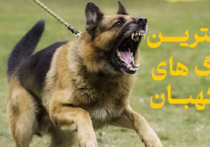 بهترین و خطرناک ترین سگ های نگهبان؛ غول‌های محافظ شما!
