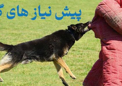 آموزش سگ گارد | پیش‌نیازهایی که یک سگ گارد باید داشته باشد