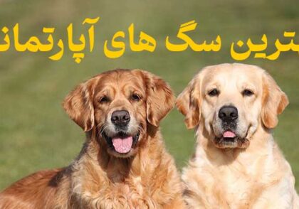 بهترین سگ های آپارتمانی | معرفی 4 تا از بهترین سگ‌ها