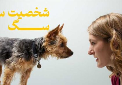 شخصیت سازی سگ ها | زیر یک سال شخصیت سگتان رو بسازید!