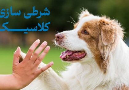 شرطی سازی کلاسیک | چرا از شرطی سازی کلاسیک برای تربیت سگ‌ها استفاده کنیم؟