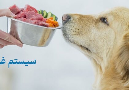 رژیم غذایی بارف | راهنمای جامع برای تغذیه طبیعی سگ‌ها