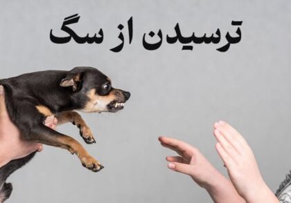 ترس از سگ | چگونه با ترسمان از سگ خداحافظی کنیم؟
