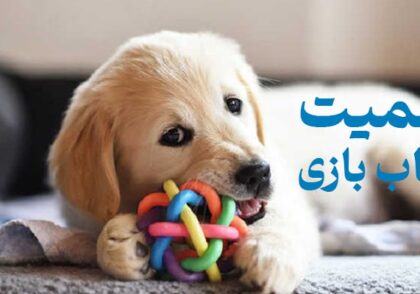اهمیت اسباب بازی برای سگ ها