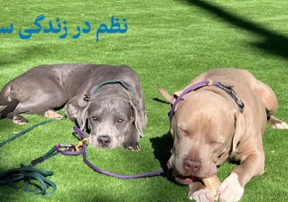 نظم در زندگی سگ ها | چرا باید در زندگی با سگ‌ها منظم بود؟