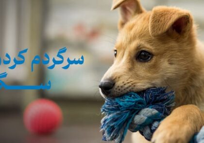 سرگرم کردن سگ | چگونه در هر شرایطی سگمان را سرگرم کنیم؟
