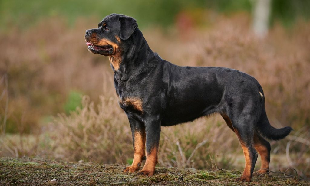روتوایلر (Rottweiler)؛ بادیگارد شخصی شما