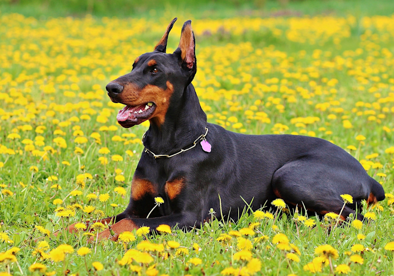 دوبرمن پینچر (Doberman Pinscher)؛ تیزپا و هوشیا