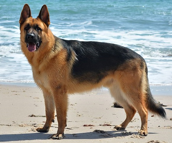 ژرمن شپرد (German Shepherd)؛ آچار فرانسه دنیای سگها