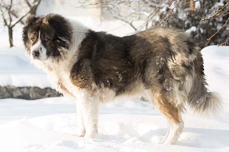 قفقازی (Caucasian Shepherd)؛ نگهبان کوهستان